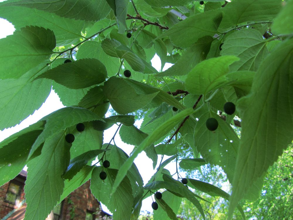 green berries on a hackberry tree