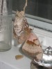Polyphemus moth after emerging from cocoon