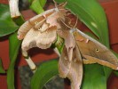 Polyphemus moths mating