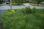 Front yard of the 2010 Landscape Challenge showing Prairie Dropseed and Purple Coneflowers