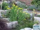 Irises in bloom