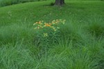 Orange Butterflyweed showing above Prairie Dropseed grass