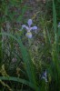 Light blue flower of the Southern Blue Flag Iris