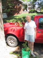 Loading plants in a red pick-up truck