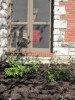 American beautyberry shrubs planted in front of the screened-in porch