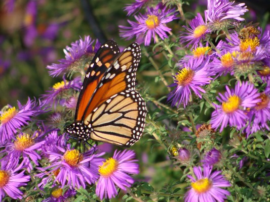 Monarch butterfly sipping nectar from a New England Aster.