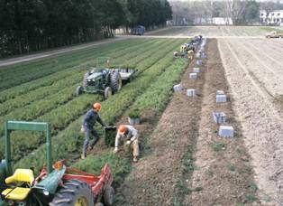 Workers at the George White state nursery