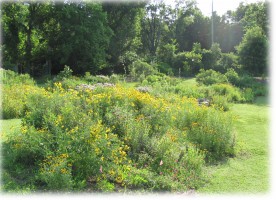 View of native landscape beds