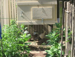 Communal chickens in the yard of Diana Oleskevich