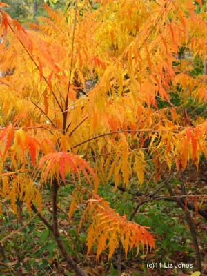 Staghorn sumac, Rhus typhina, in beautiful fall color