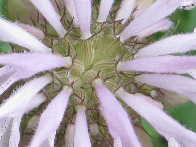 Unidentified flower close-up