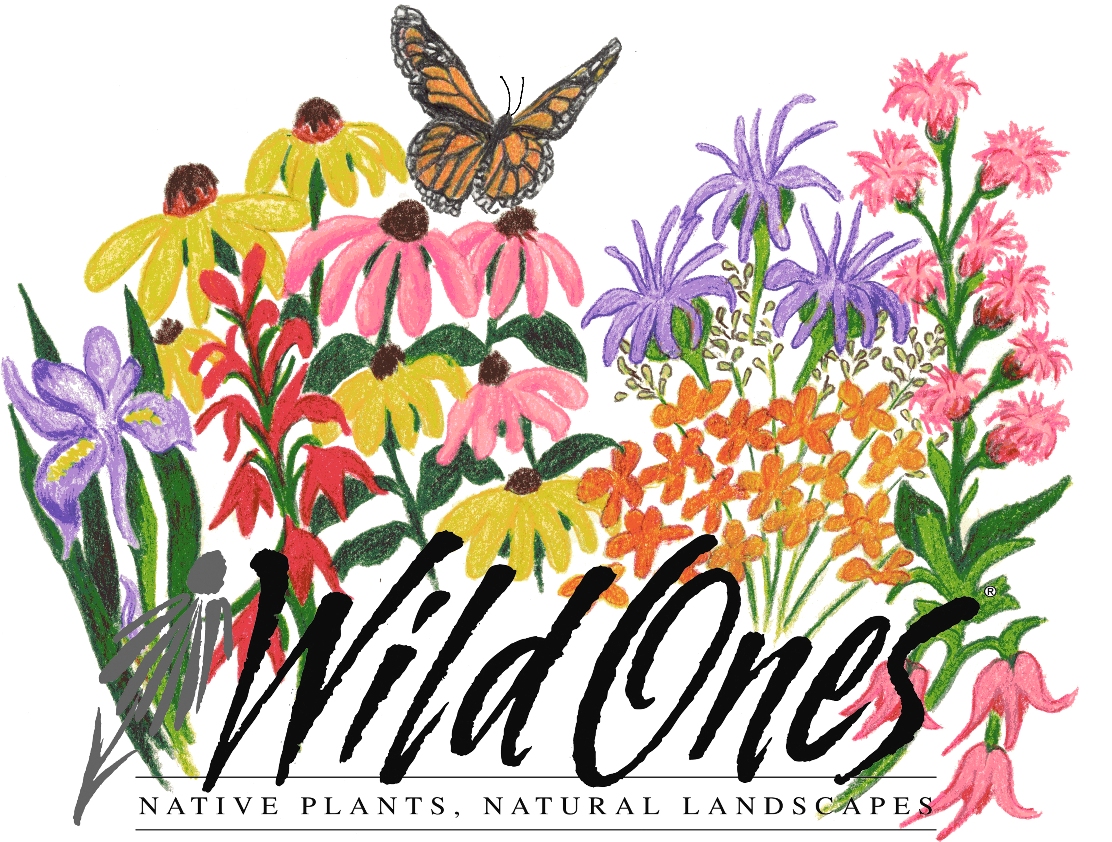 Wild Ones St. Louis Chapter – Healing the Earth One Yard at a Time