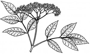 Drawing of elderberry leaves and berries