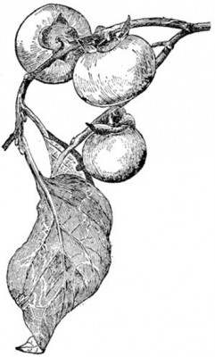 Drawing of persimmon fruits and leaves