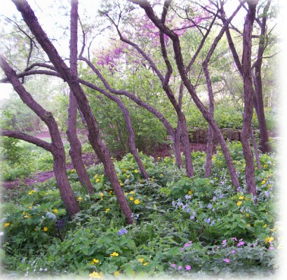 Wild Plum trees and Spring Wildflowers