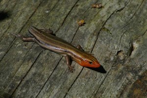 Small lizard without a tail