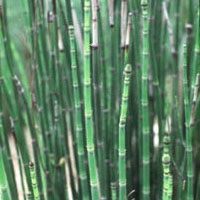 Horsetail plant straight green sticks