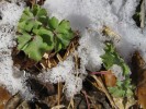 Columbine green leaves in snow