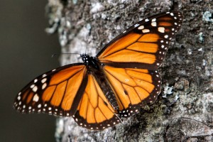 Solitary monarch butterfly on a tree trunk in Mexico