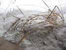 Dried grass with seeds in snow
