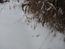 grass with seed heads in snow
