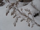 seed heads with snow