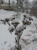 seed heads with snow