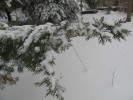Evergreen in snow