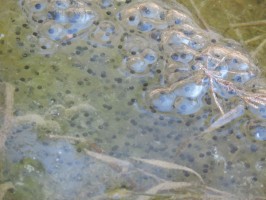 Amphibian eggs - possibly from Spring Peepers