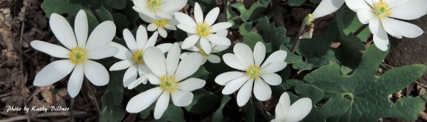 White bloodroot flowers and green leaves