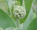 Monarch eggs on milkweed flower buds