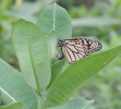 Female monarch butterfly laying eggs on milkweed flower buds