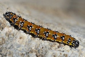 Mature genista broom moth caterpillar