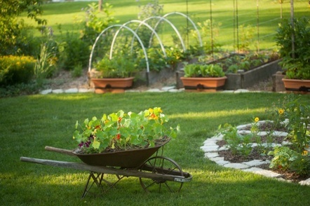 wildflowers and backyard garden