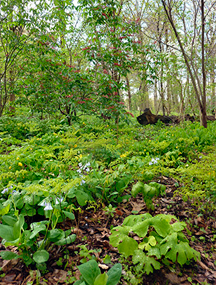 Beautiful green mayapples under a canopy of tall, slender trees