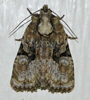 Black-banded-brocade-moth