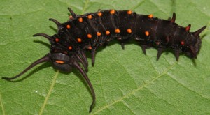 Pipevine swallowtail butterfly larva on a leaf