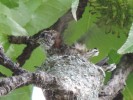 Hummingbird baby on the nest stretching its wings