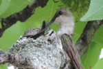 Adult hummingbird on the nest feeding its babies