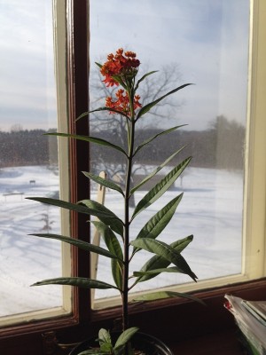 Tropical milkweed houseplant blooming with snow outside