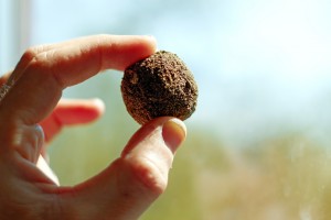 Fingers holding a ball of soil with embedded seeds