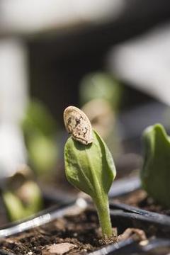 Young plant after emerging from seed