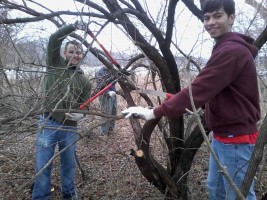 Students cutting a large honeysuckle bush