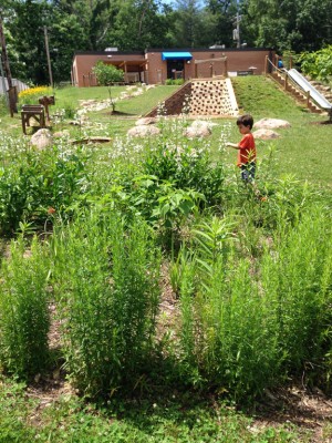 A young boy in the Ambrose Family Center Pre-school native plant garden
