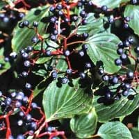 Pagoda Dogwood Berries