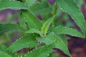Wild Bergamot leaf with water drops from guttation