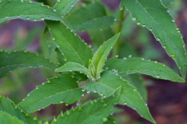 Wild Bergamot leaf with water drops from guttation
