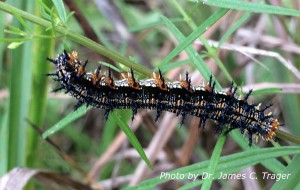Buckeye caterpillar