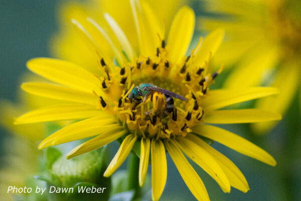 Cup plant sweat bee