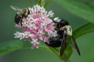 Pollinators-swamp-milkweed